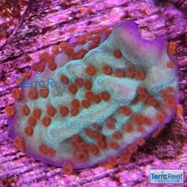 Mind Trick Montipora WYSIWYG Frag 18