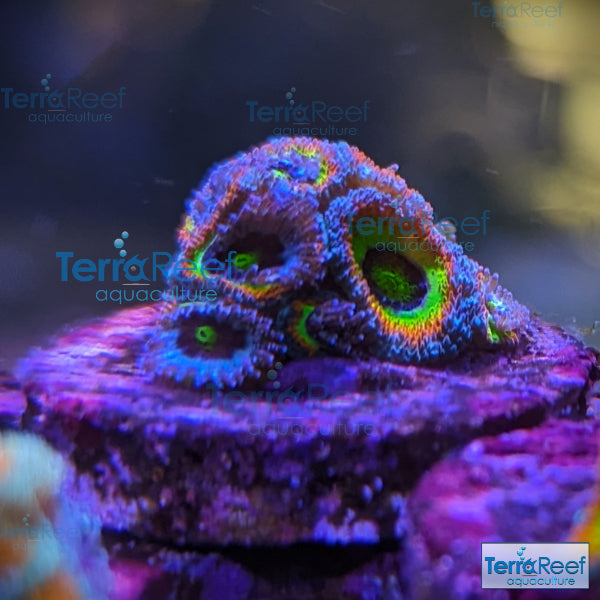 Holy Grail Micromussa Coral Micro F2M WYSIWYG Frag 1Left