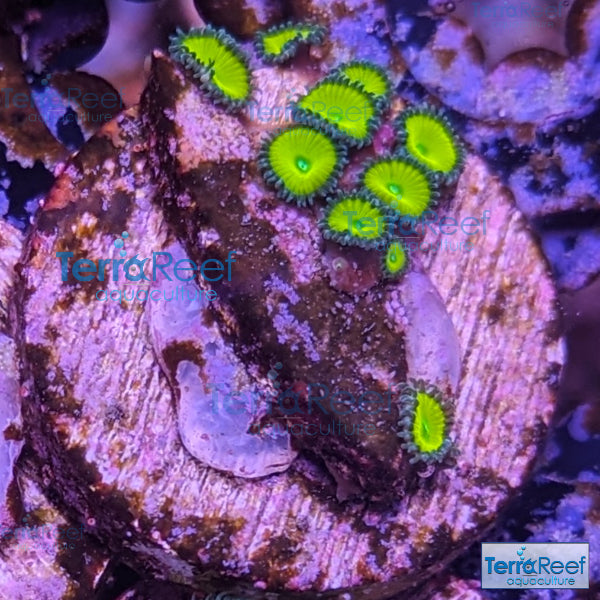 Nuclear Green Paly Zoanthids WYSIWYG Frag 19