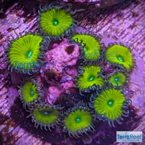 Nuclear Green Paly Zoanthids WYSIWYG Frag 22