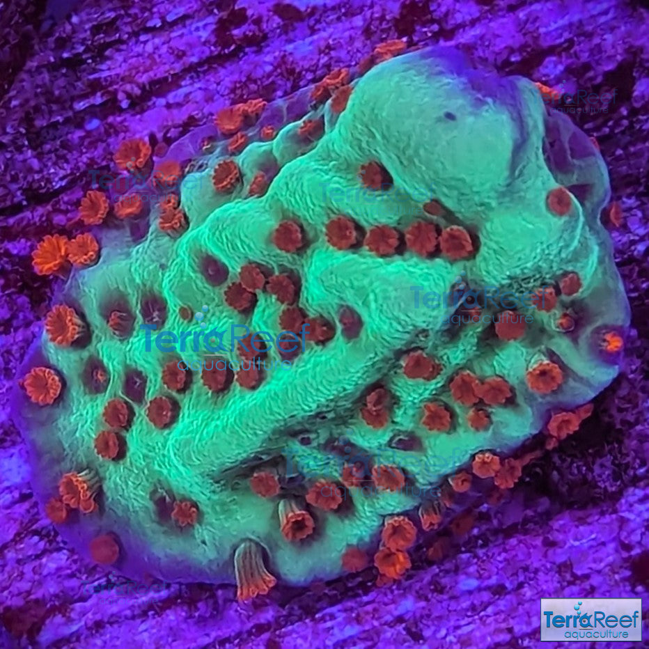 Mind Trick Montipora WYSIWYG Frag 18