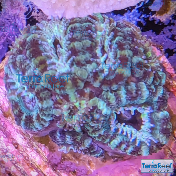 Teal Micromussa "Acan lord" WYSIWYG Frag 21RightStairs