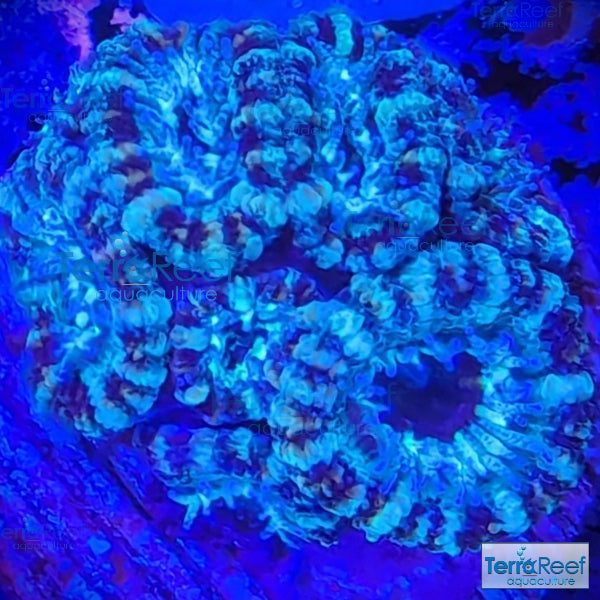 Teal Micromussa "Acan lord" WYSIWYG Frag 21RightStairs