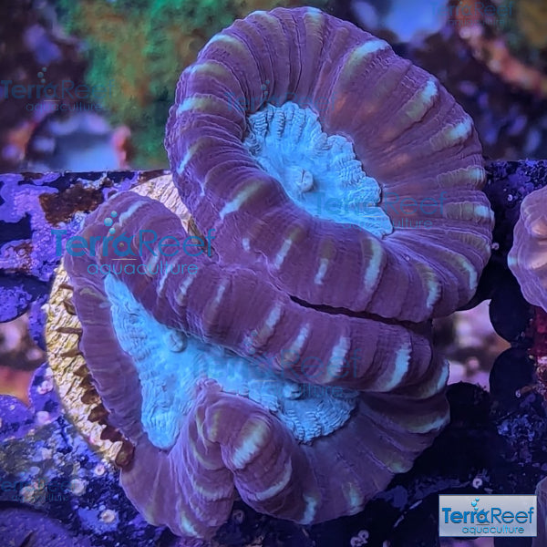 Pinwheel Candy Cane WYSIWYG 36