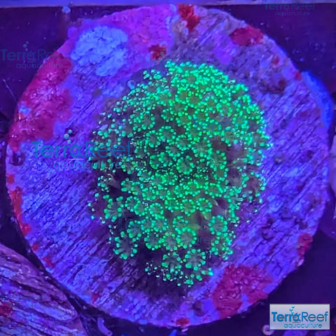 Green Stylophora WYSIWYG Colony 28Right