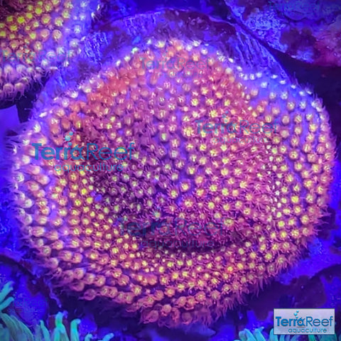 Stardust "Stylo" Stylocoeniella WYSIWYG Frag 4