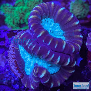 Pinwheel Candy Cane WYSIWYG 36
