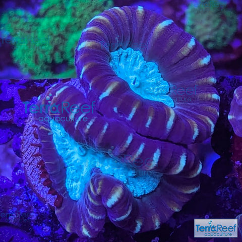 Pinwheel Candy Cane WYSIWYG 36
