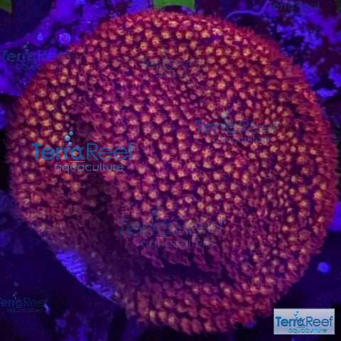 Stardust "Stylo" Stylocoeniella WYSIWYG Frag 2