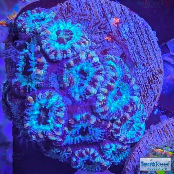 Teal Micromussa "Acan lord" WYSIWYG Frag 23Sink