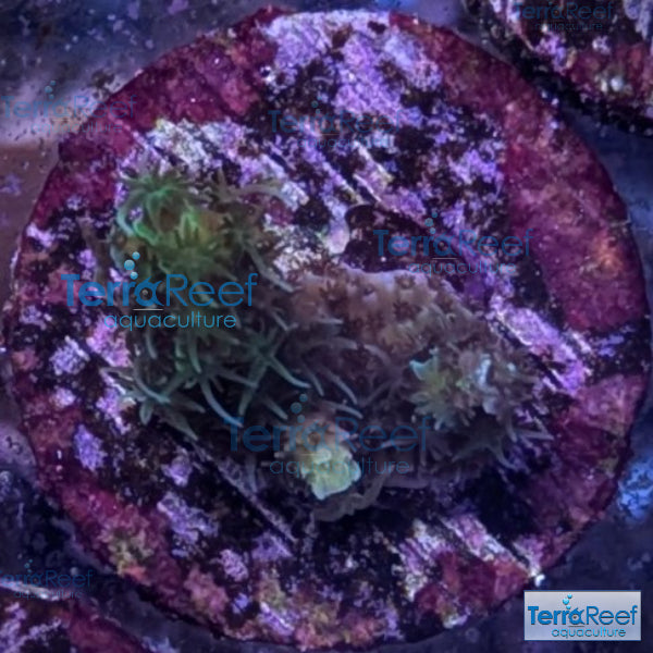 Frilly Green Acropora Coral WYSIWYG Frag 24MidSink