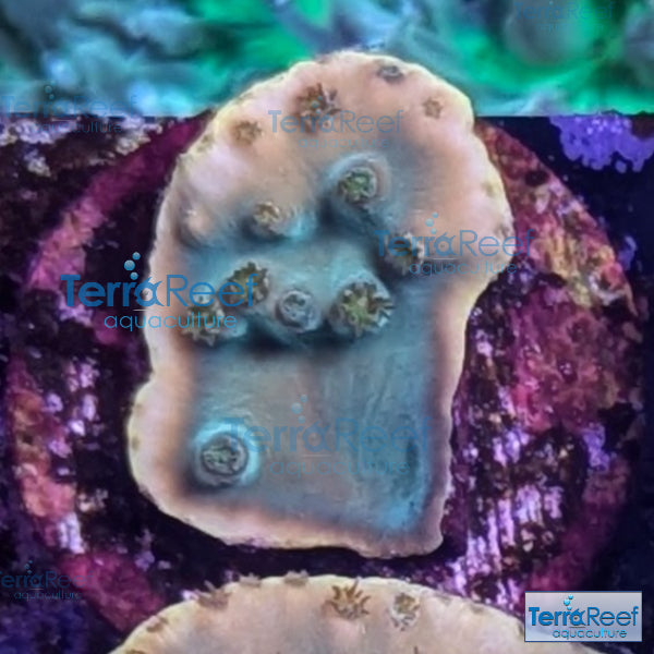 Green Scroll WYSIWYG Coral Frag 13