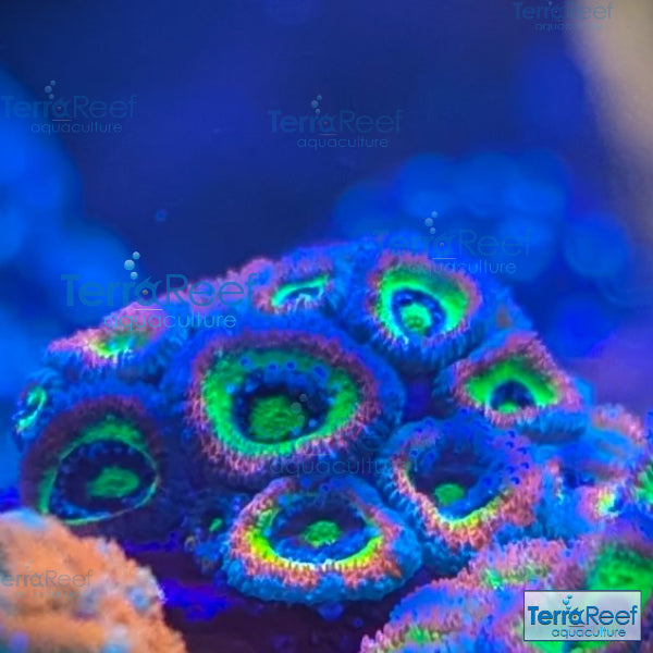 Holy Grail Micromussa Coral Micro F2M WYSIWYG Frag 6Left