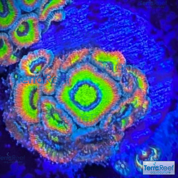 Holy Grail Micromussa Coral Micro F2M WYSIWYG Frag 5Right