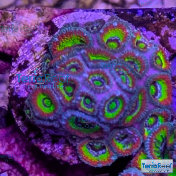 Holy Grail Micromussa Coral Micro F2M WYSIWYG Frag 6Left