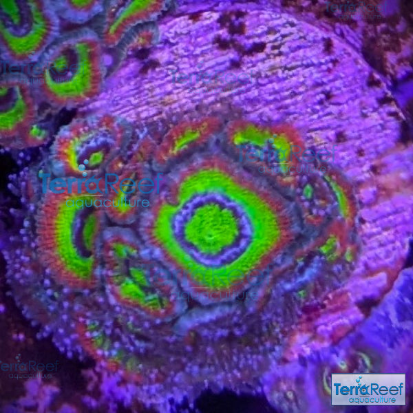 Holy Grail Micromussa Coral Micro F2M WYSIWYG Frag 5Right