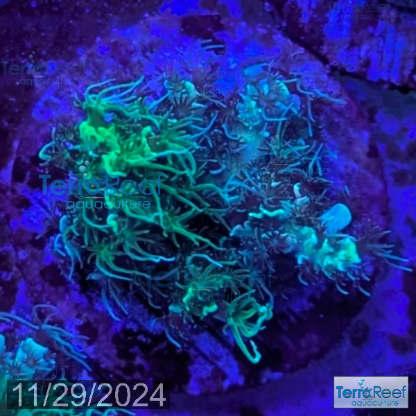 Frilly Green Acropora Coral WYSIWYG Frag 24MidSink