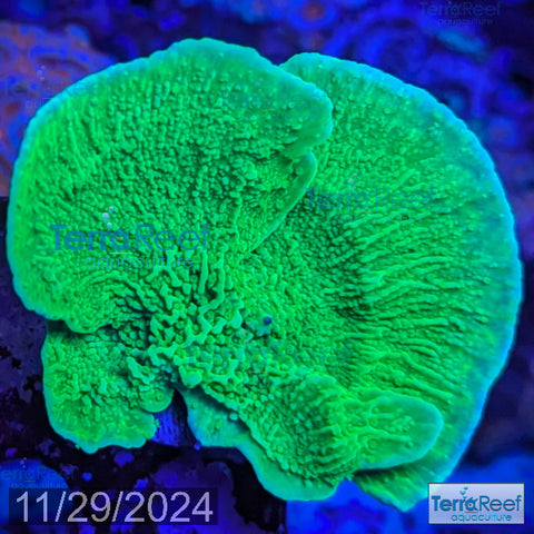 Green Montipora capricornis WYSIWYG Frag 24