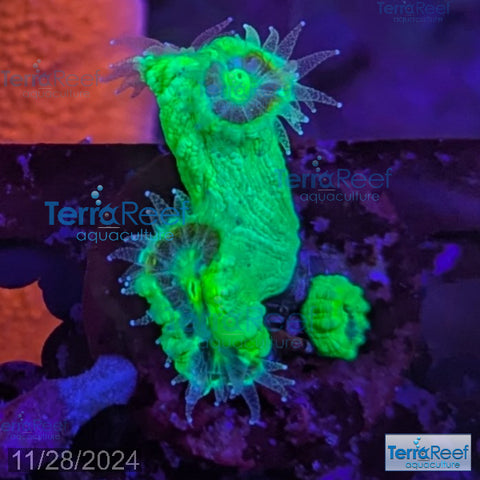 Nuclear Trumpet (Candy Cane Coral) WYSIWYG Frag 4