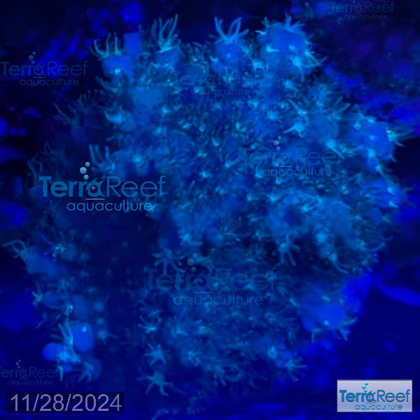 Stubby Finger Acro WYSIWYG Frag 20Middle