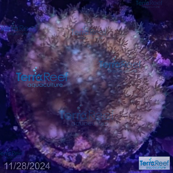 Stubby Finger Acro WYSIWYG Frag 21Left