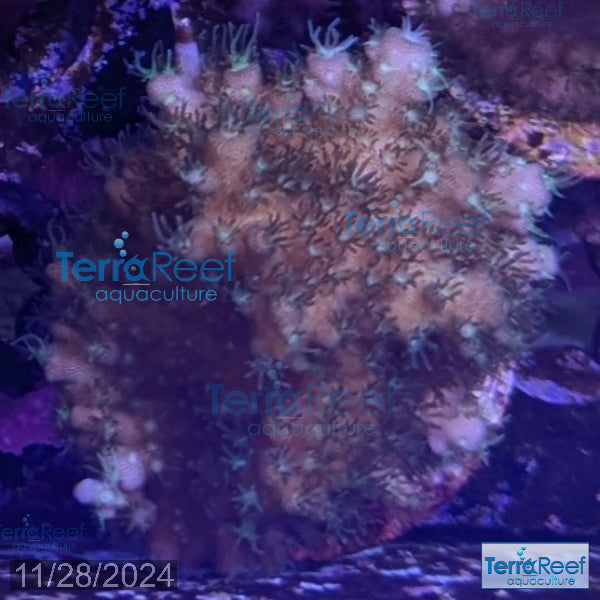Stubby Finger Acro WYSIWYG Frag 20Middle