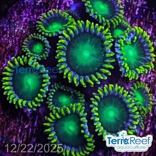 Radioactive Dragon Eyes Zoanthids