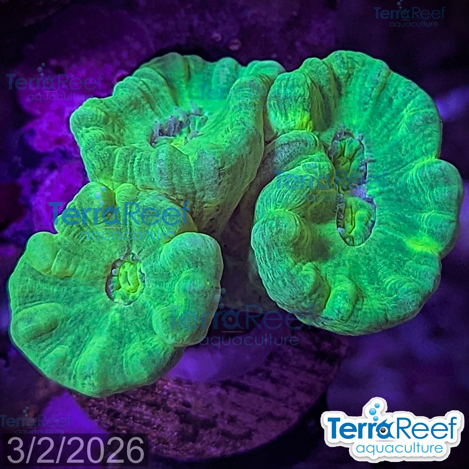 Nuclear Trumpet (Candy Cane Coral) WYSIWYG Frag 15FarRight