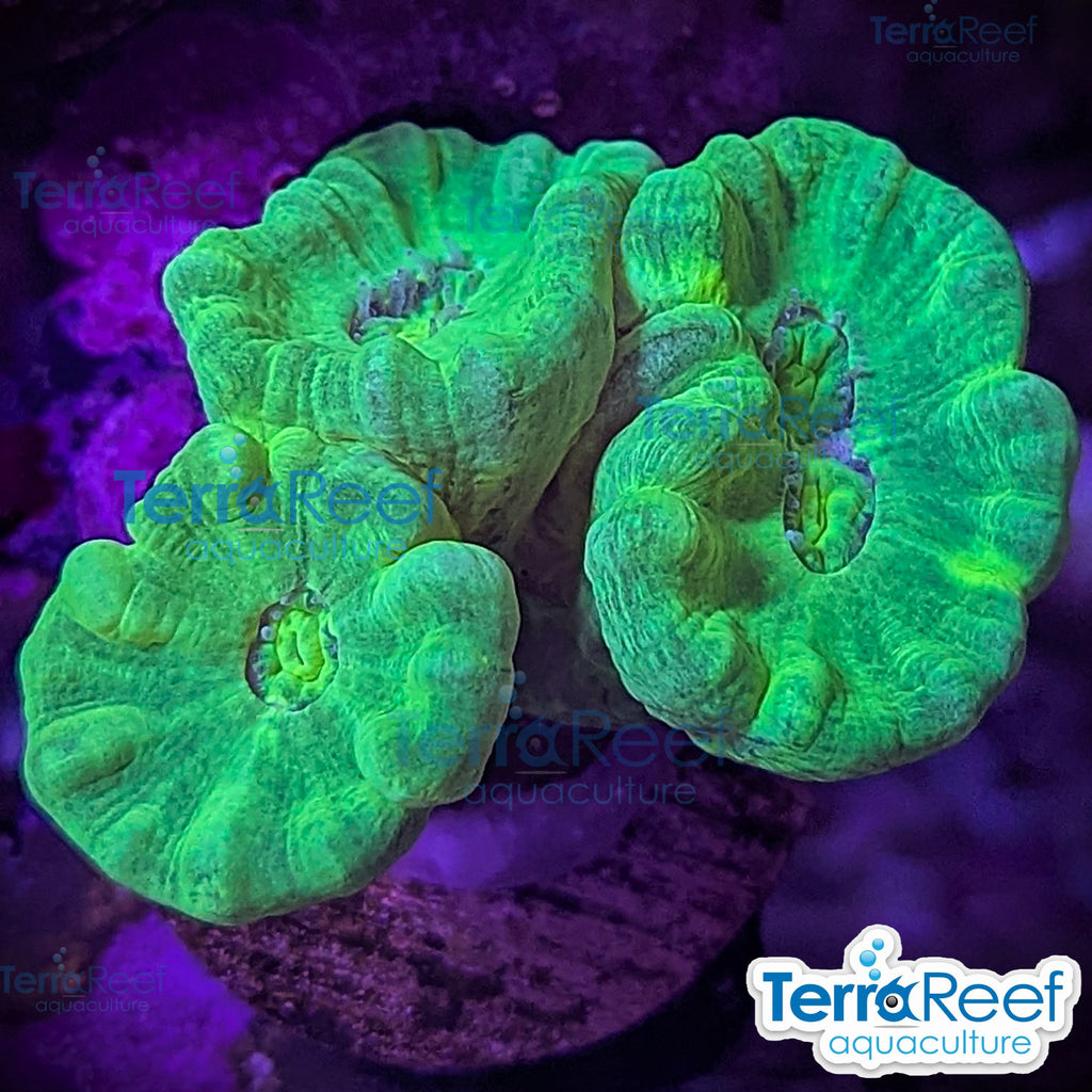 Nuclear Trumpet (Candy Cane Coral) Frag Stock