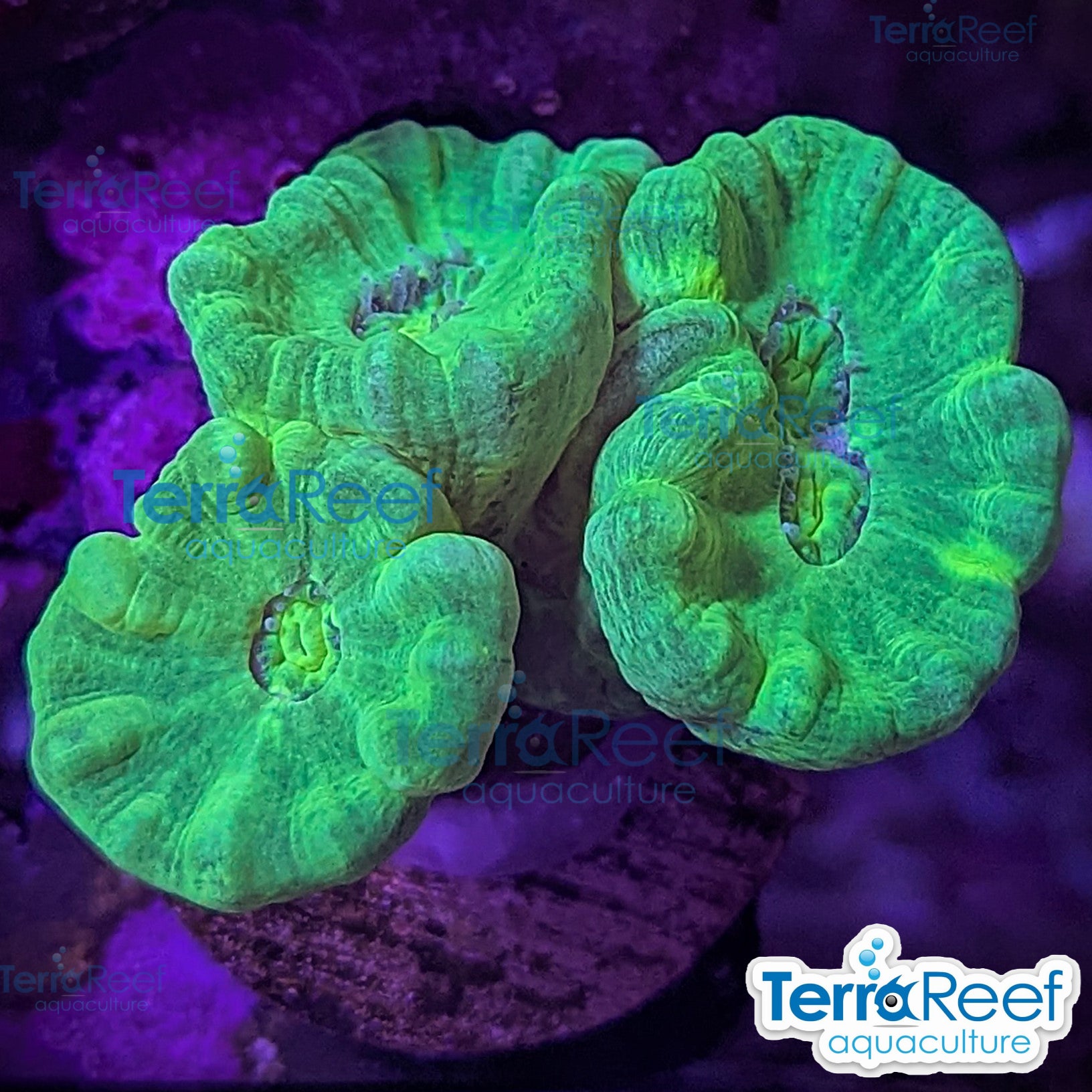 Nuclear Trumpet (Candy Cane Coral) Frag Stock