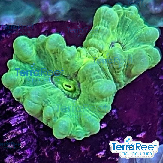 Nuclear Trumpet (Candy Cane Coral) Frag Stock