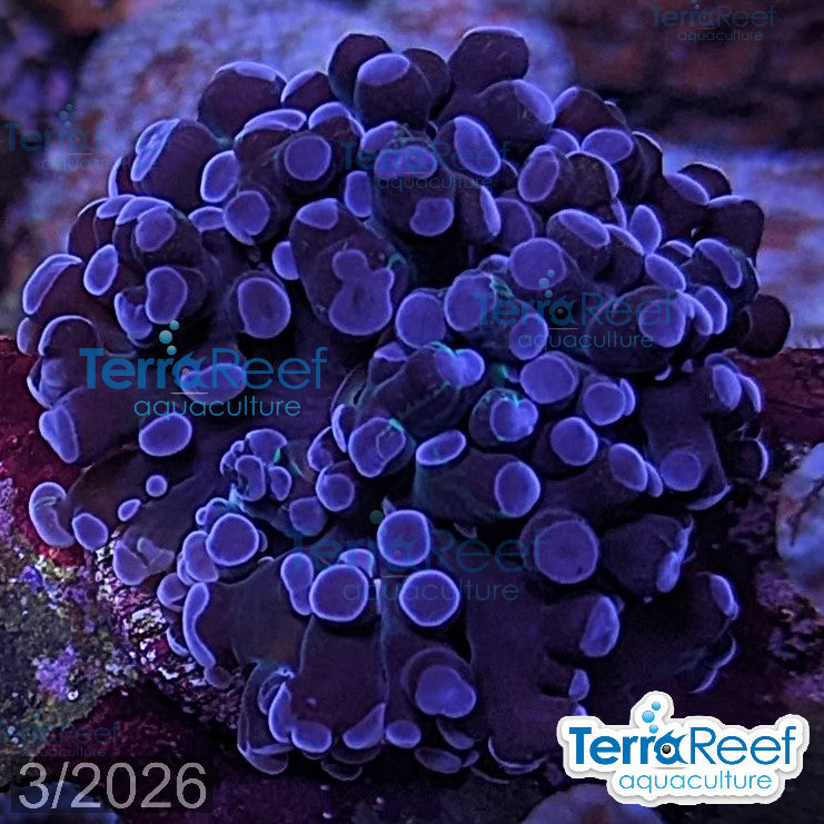TerraReef Sweet Purple Frogspawn Coral aquacultured WYSIWYG coral frag for reef aquarium