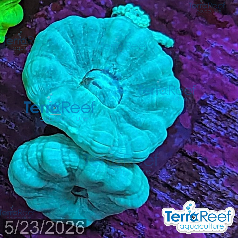 Green Candy Cane WYSIWYG Frag Caulastrea 53MidRight