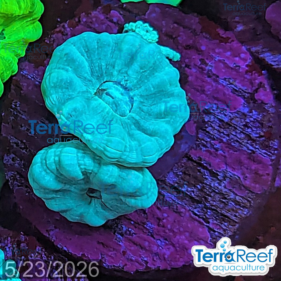 Green Candy Cane WYSIWYG Frag Caulastrea 53MidRight