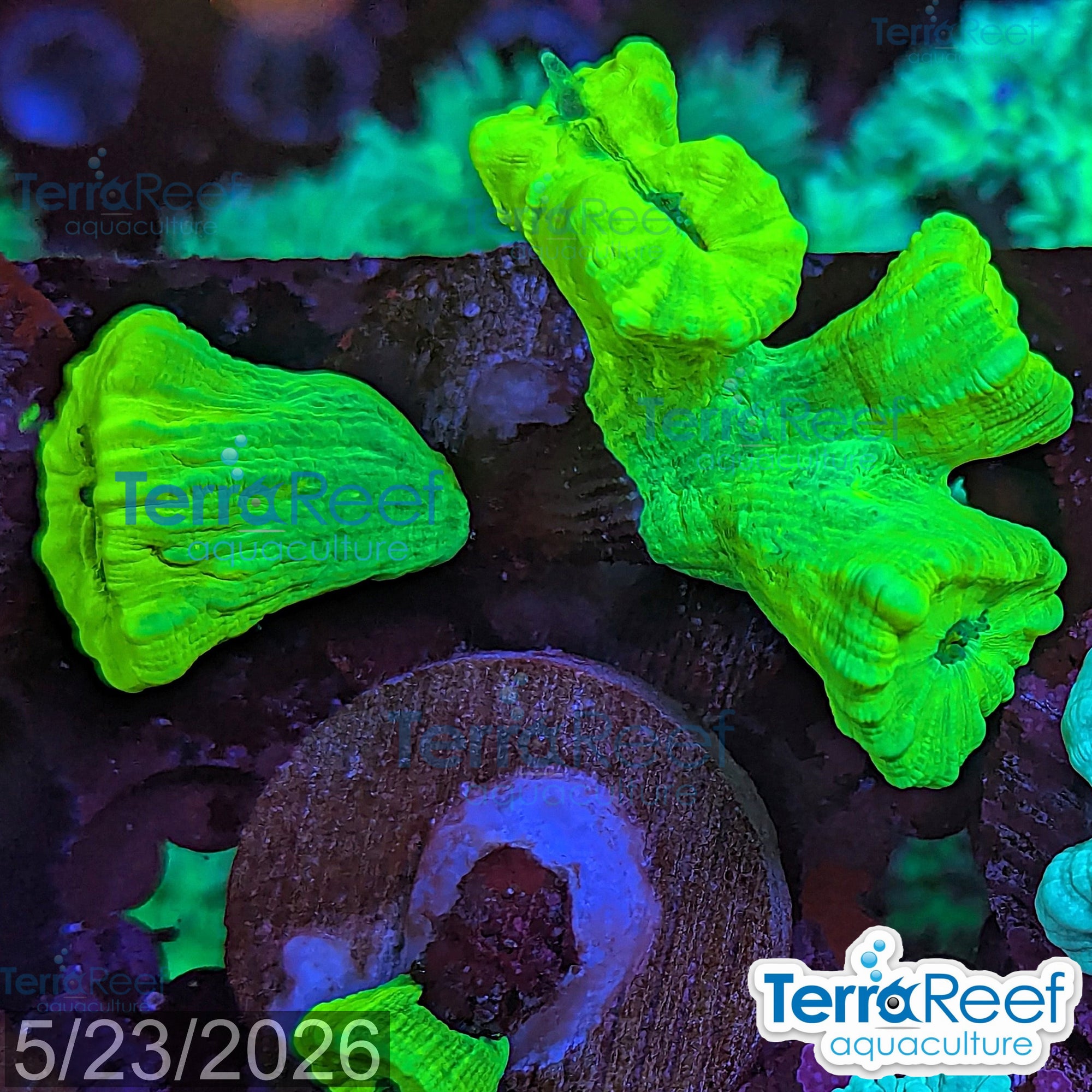 Nuclear Trumpet (Candy Cane Coral) WYSIWYG Frag 16Right
