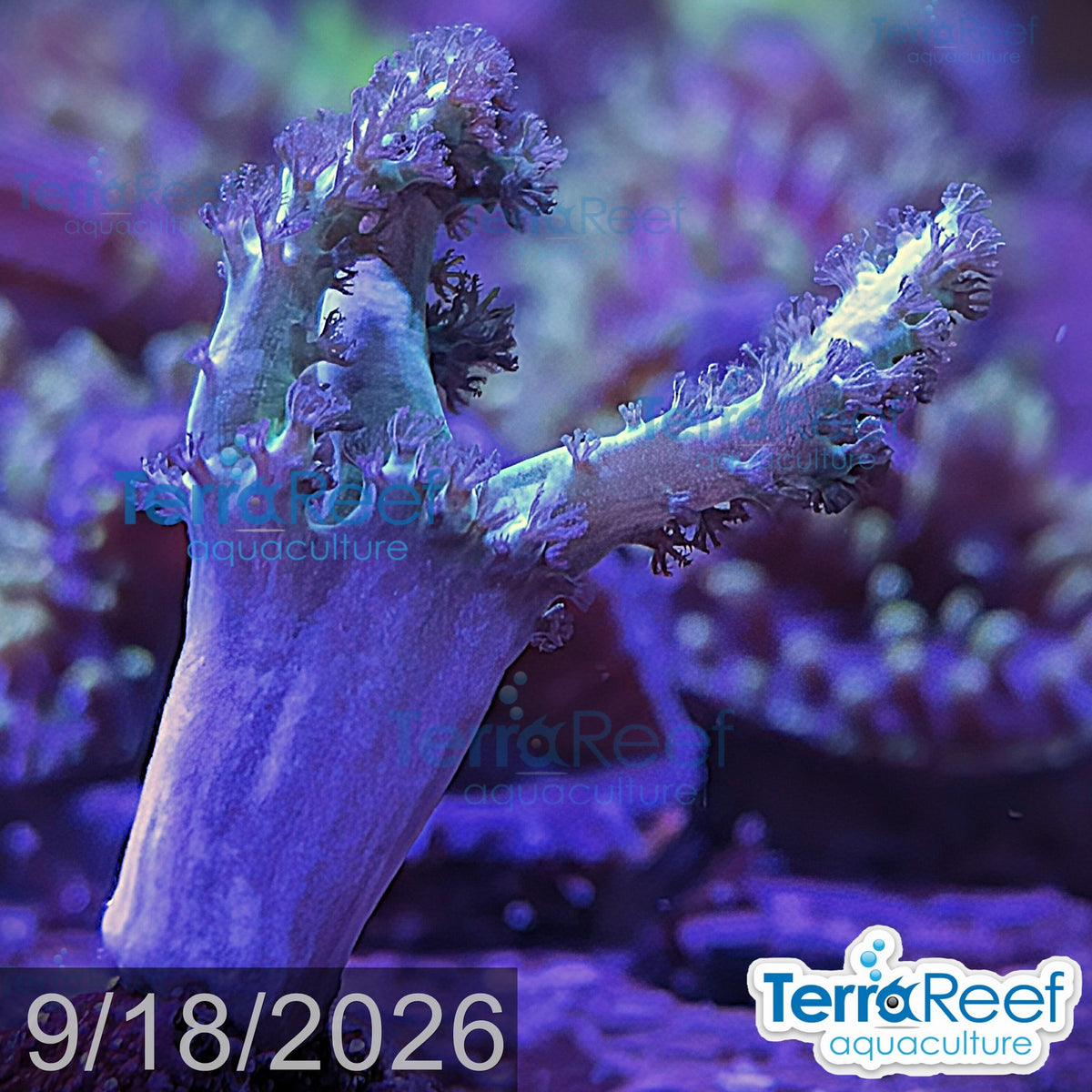 Green Finger Leather aquacultured WYSIWYG coral frag for reef aquarium