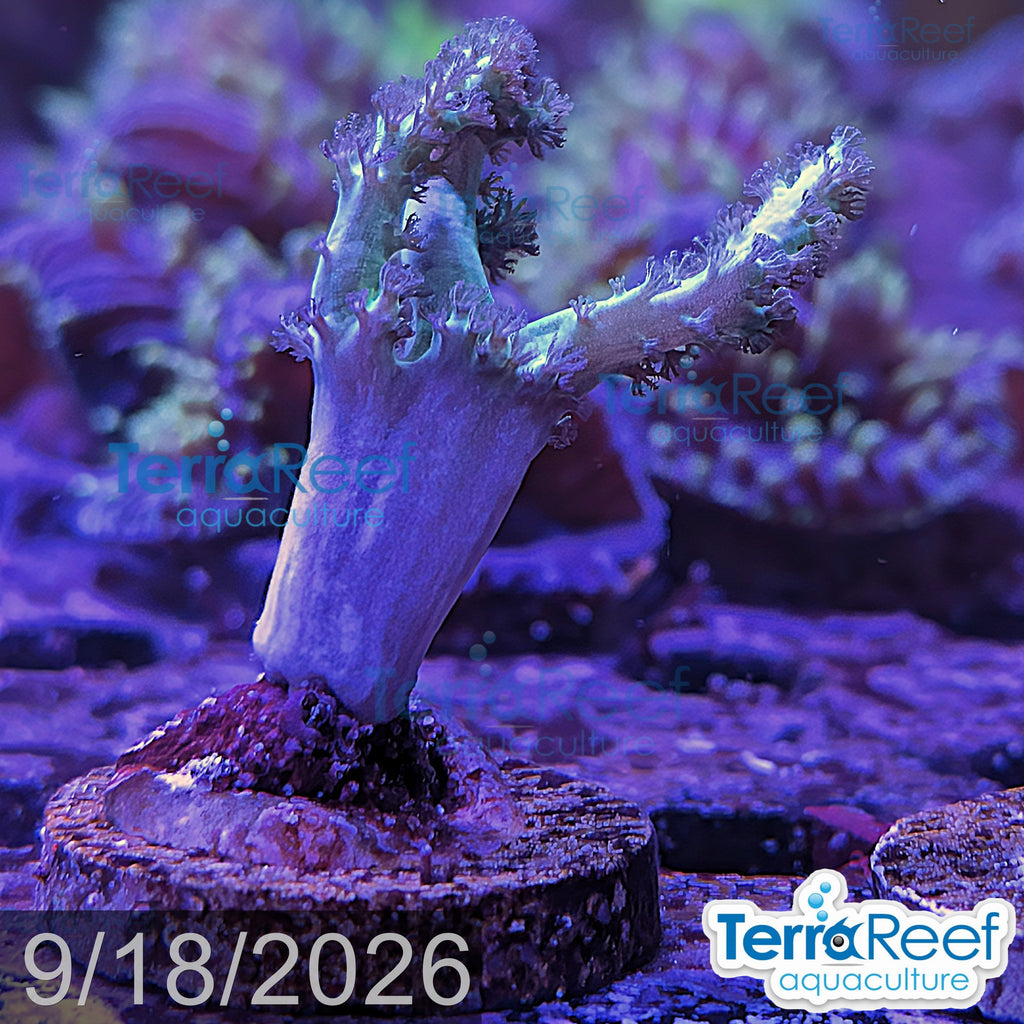 Green Finger Leather aquacultured WYSIWYG coral frag for reef aquarium