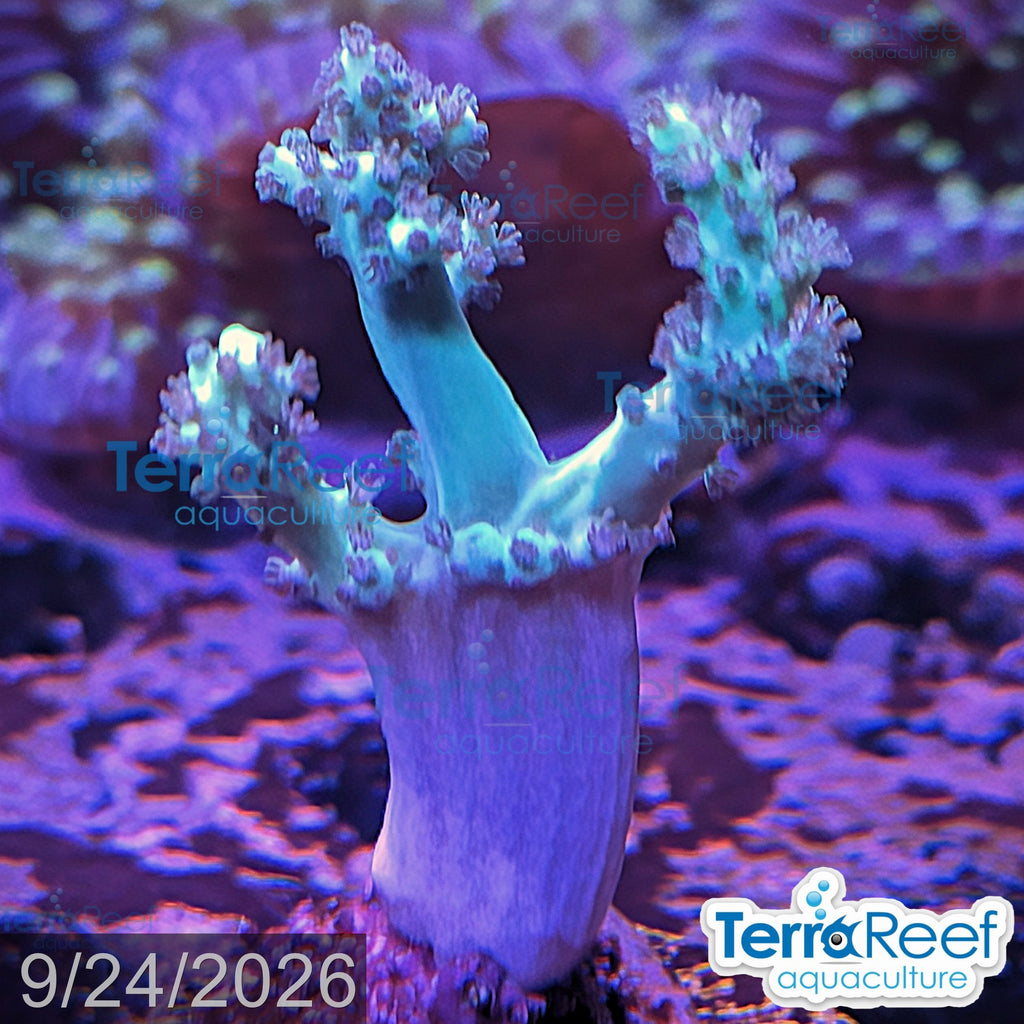 Green Finger Leather aquacultured WYSIWYG coral frag for reef aquarium