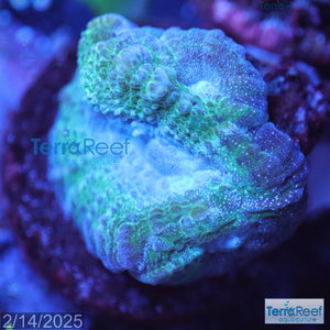 Green and Teal Oulophyllia bennettae coral Stock