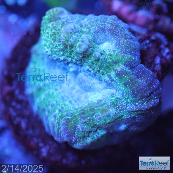 Green and Teal Oulophyllia bennettae coral Stock