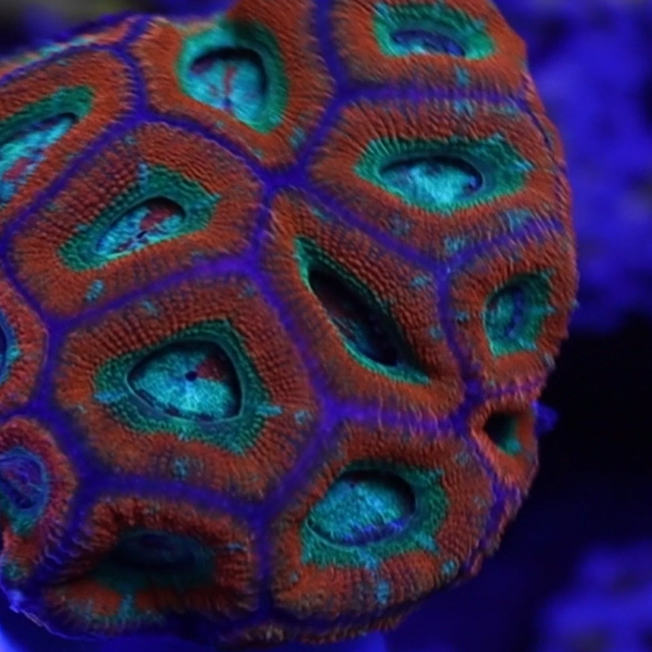 Raging Storm Micromussa "Acan lord" WYSIWYG Frag 18Left