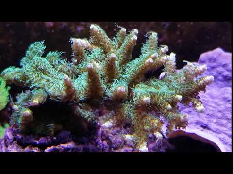 Frilly Green Acro Frag Stock