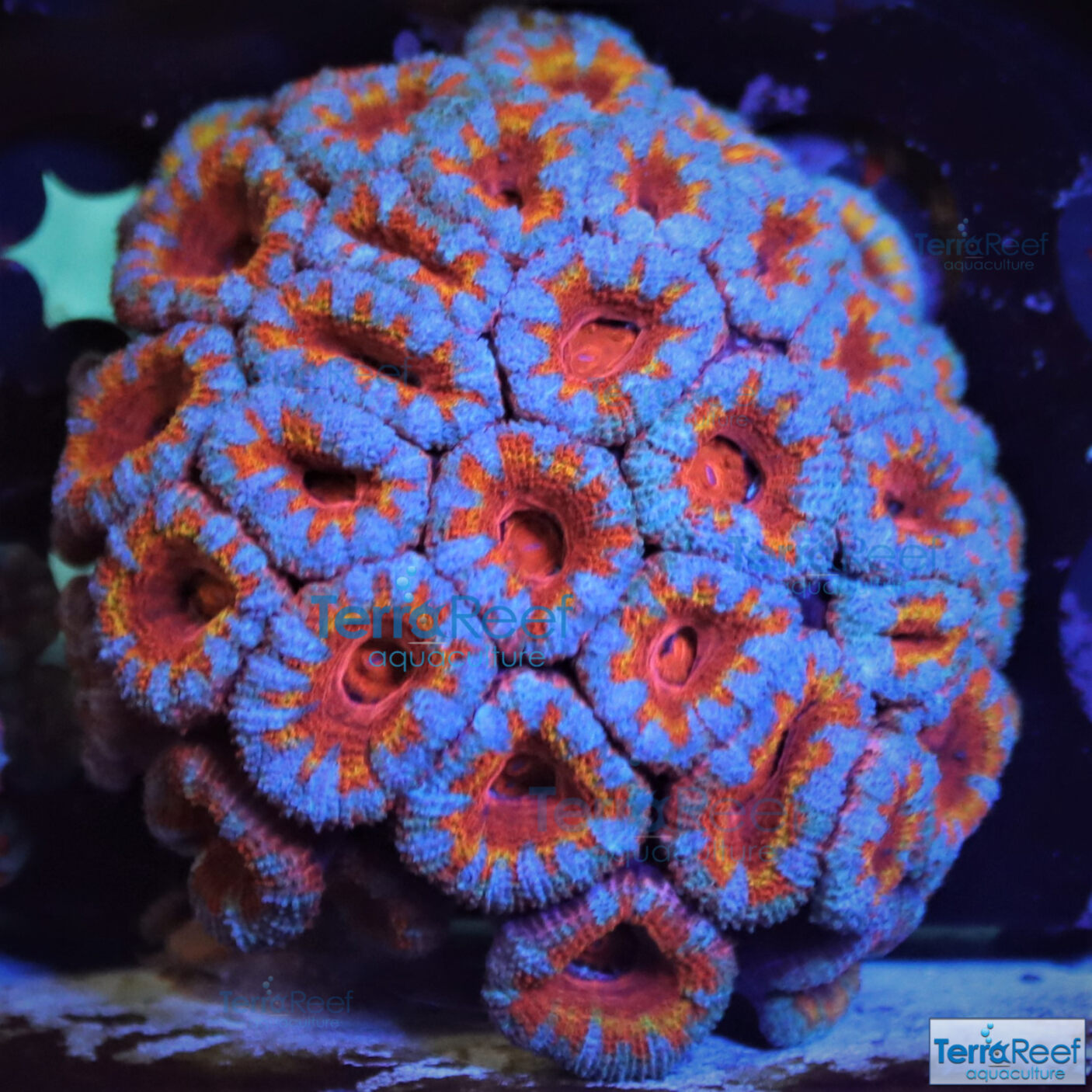 Rainbow Red Micromussa lordhowensis "Acan lord" Coral Frag Stock