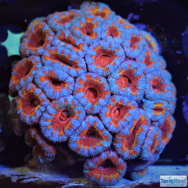 Rainbow Red Micromussa lordhowensis "Acan lord" Coral Frag Stock