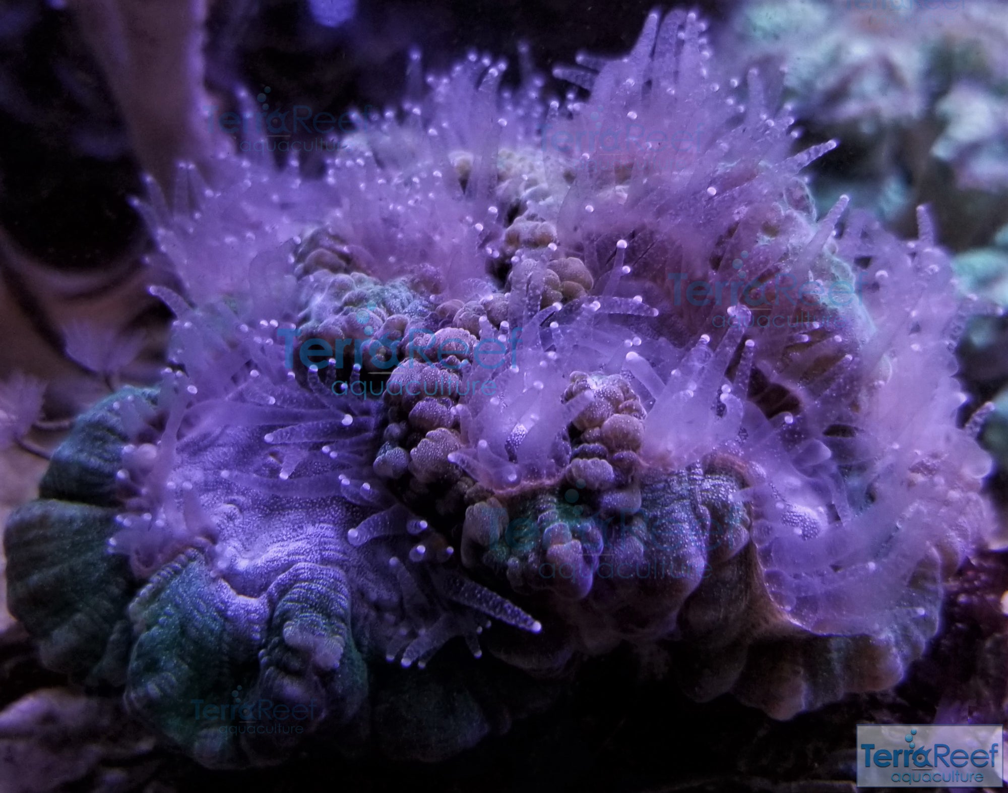 Green and Teal Oulophyllia bennettae coral Stock