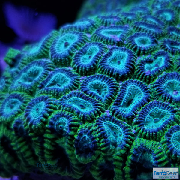 Green Brain Coral Frag Favia Favites Stock