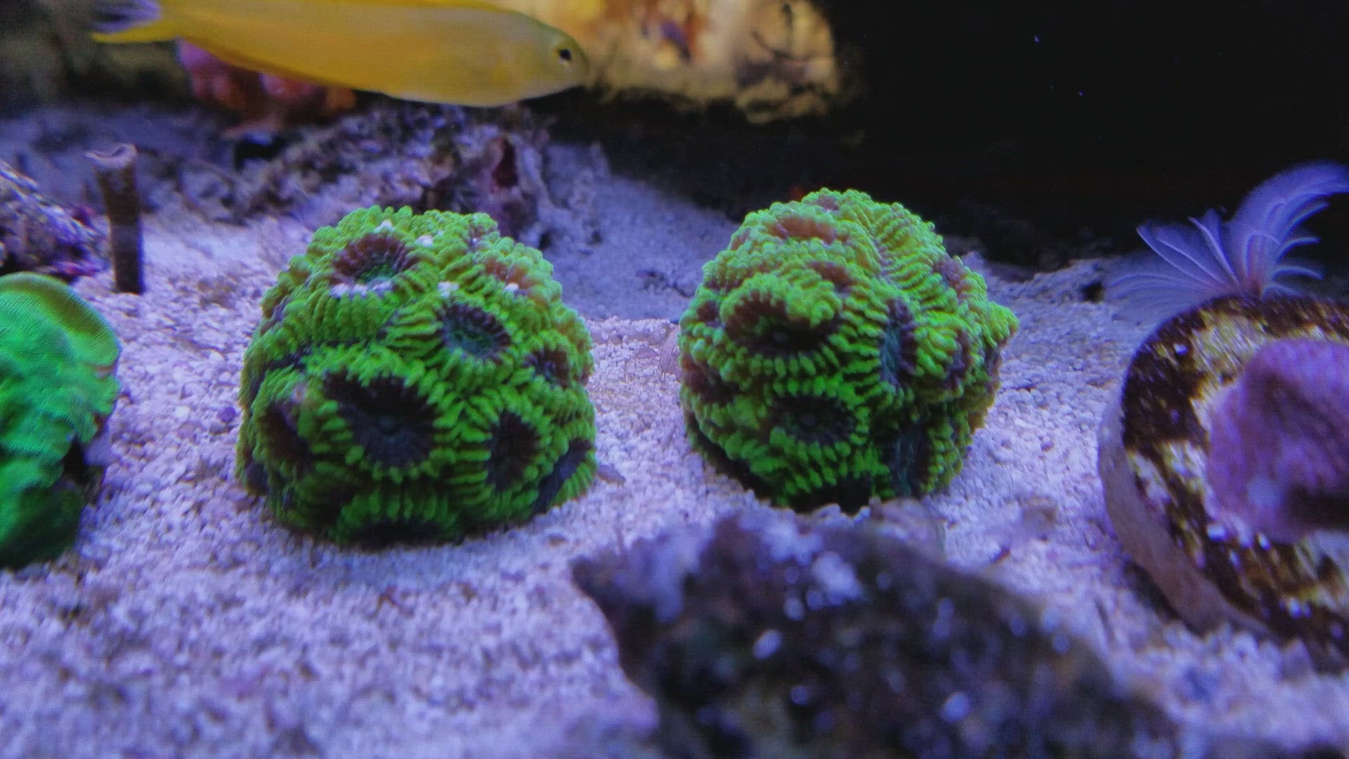 Green Brain Coral Frag Favia Favites Stock