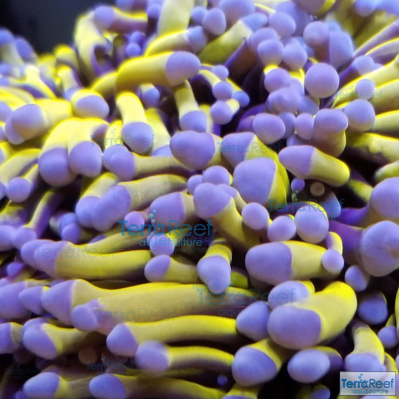 Aussie Gold Torch Coral aquacultured LPS coral for reef aquarium.  Tank hardy.  
