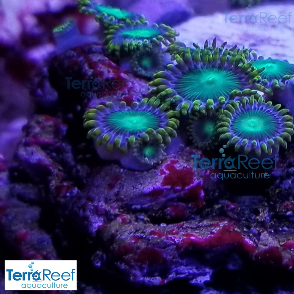 Radioactive Dragon Eyes Zoanthids