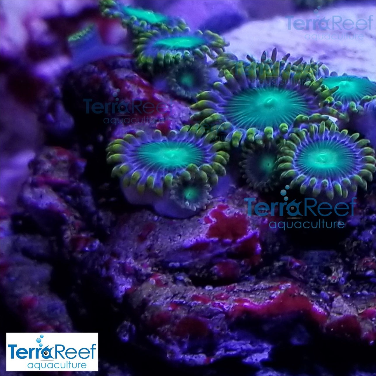 Radioactive Dragon Eyes Zoanthids